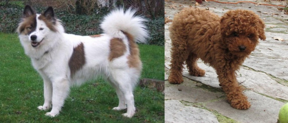 Toy Poodle vs Elo - Breed Comparison