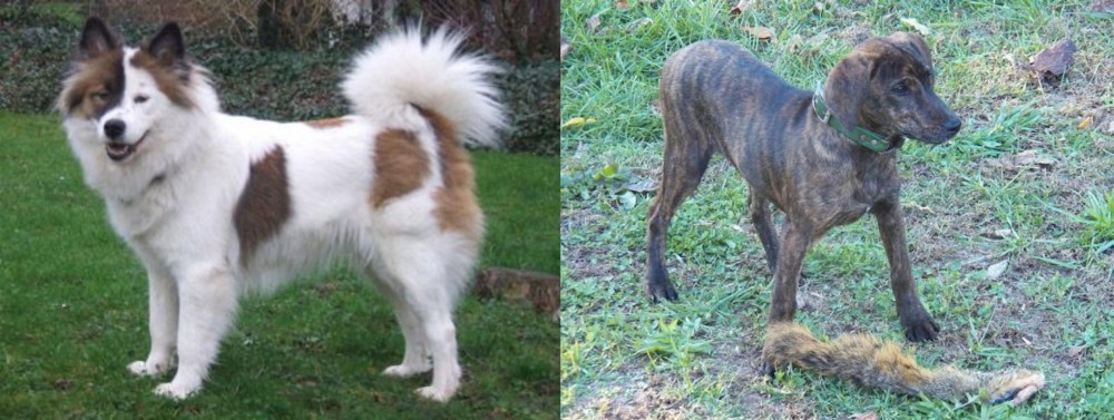 Treeing Cur vs Elo - Breed Comparison