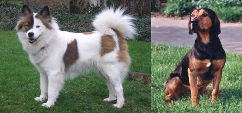 Tyrolean Hound vs Elo - Breed Comparison