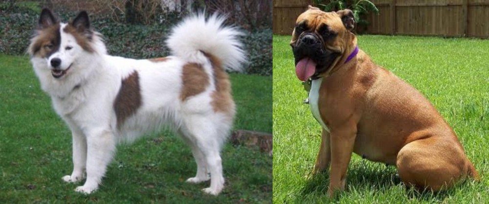 Valley Bulldog vs Elo - Breed Comparison