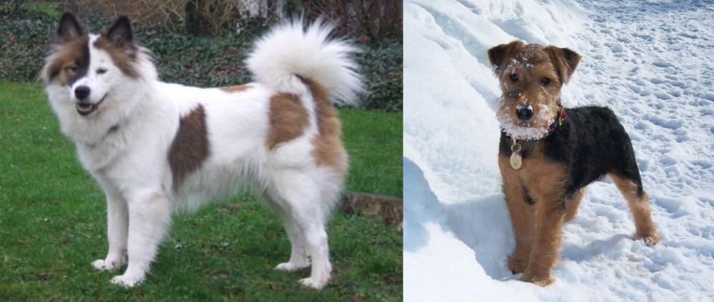 Welsh Terrier vs Elo - Breed Comparison