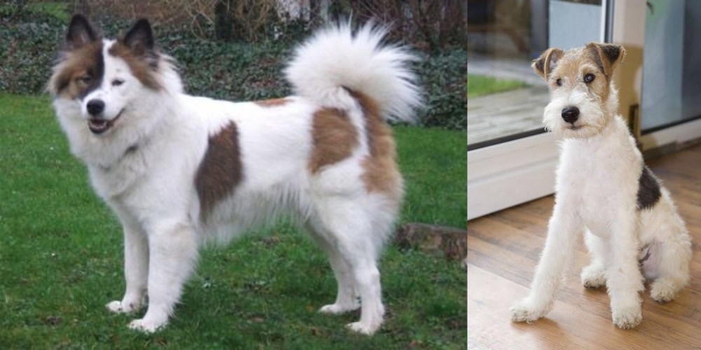Wire Fox Terrier vs Elo - Breed Comparison