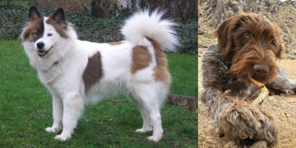 Wirehaired Pointing Griffon vs Elo - Breed Comparison