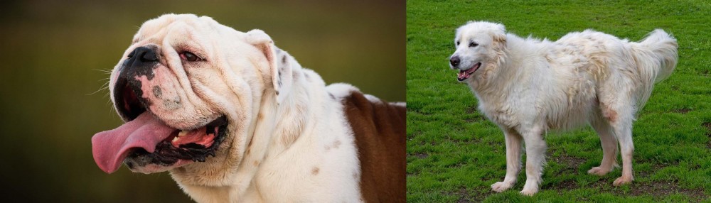 Abruzzenhund vs English Bulldog - Breed Comparison