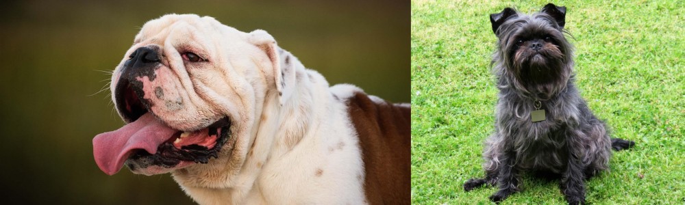 Affenpinscher vs English Bulldog - Breed Comparison