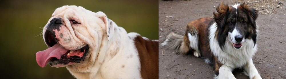 Aidi vs English Bulldog - Breed Comparison
