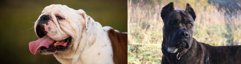 Alano Espanol vs English Bulldog - Breed Comparison