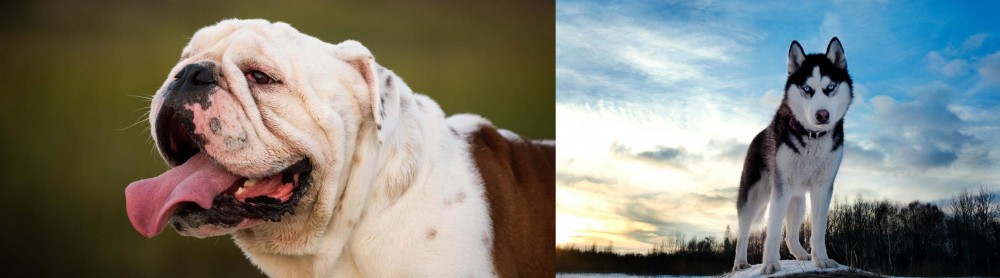 Alaskan Husky vs English Bulldog - Breed Comparison