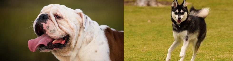 Alaskan Klee Kai vs English Bulldog - Breed Comparison