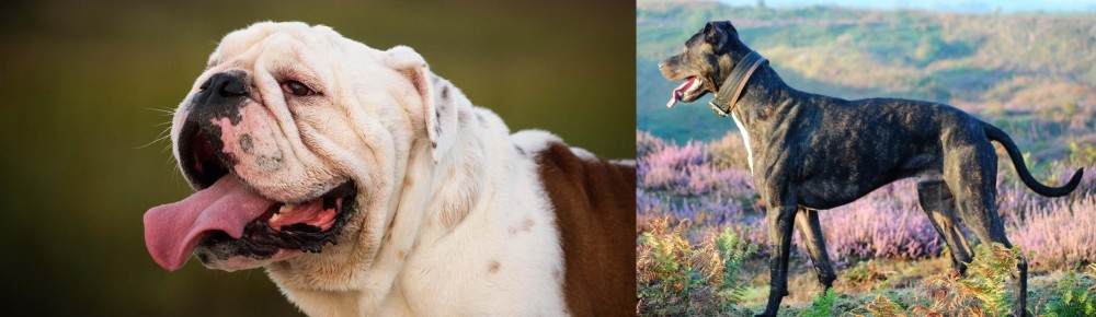Alaunt vs English Bulldog - Breed Comparison