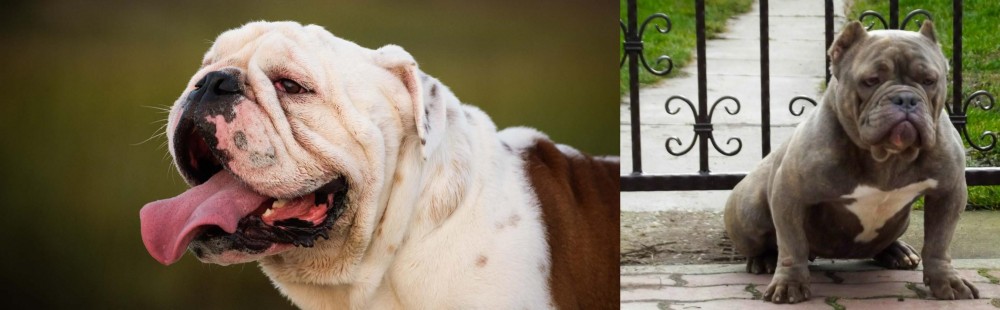 American Bully vs English Bulldog - Breed Comparison
