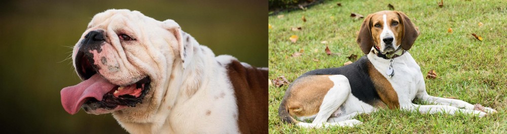 American English Coonhound vs English Bulldog - Breed Comparison