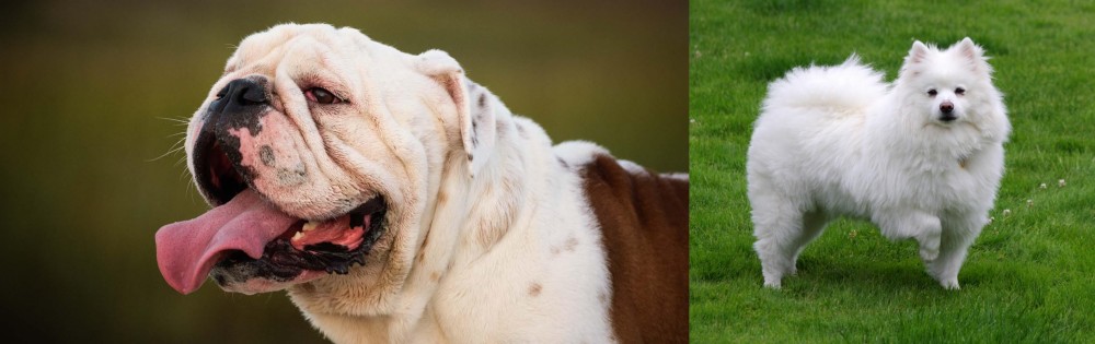 American Eskimo Dog vs English Bulldog - Breed Comparison