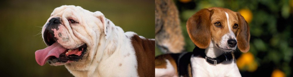 American Foxhound vs English Bulldog - Breed Comparison