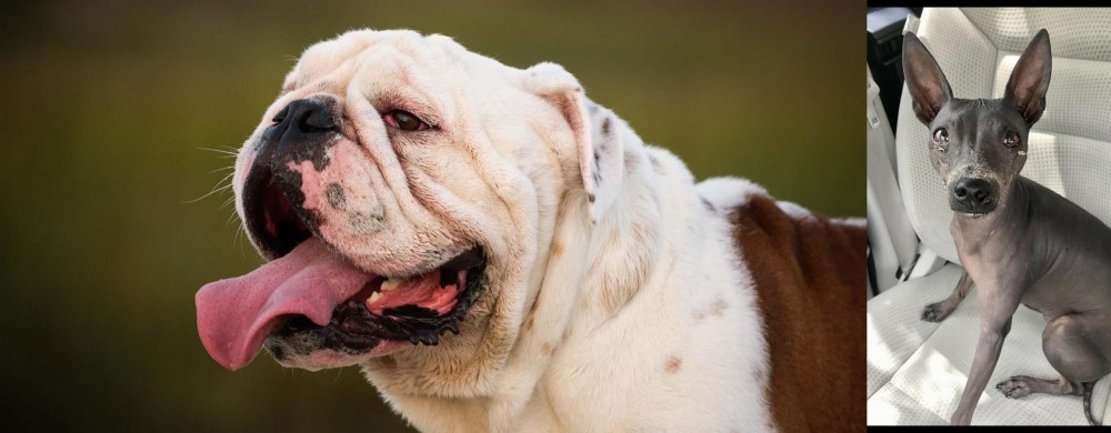 American Hairless Terrier vs English Bulldog - Breed Comparison