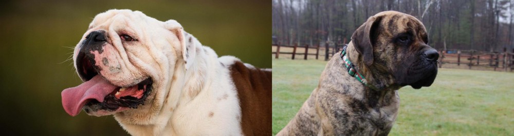 American Mastiff vs English Bulldog - Breed Comparison