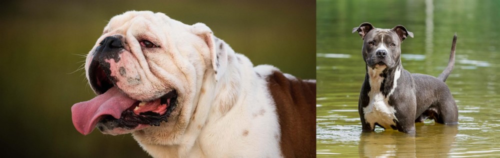 American Staffordshire Terrier vs English Bulldog - Breed Comparison