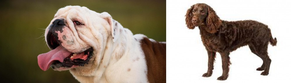 American Water Spaniel vs English Bulldog - Breed Comparison