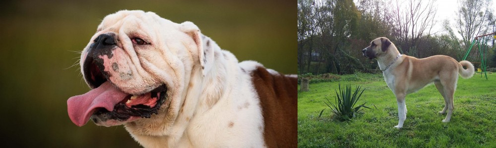 Anatolian Shepherd vs English Bulldog - Breed Comparison