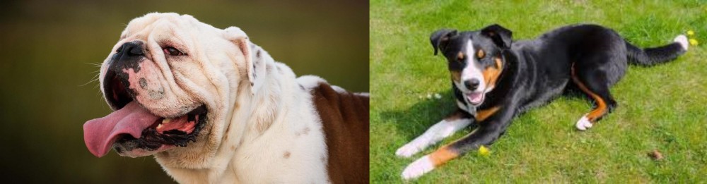 Appenzell Mountain Dog vs English Bulldog - Breed Comparison