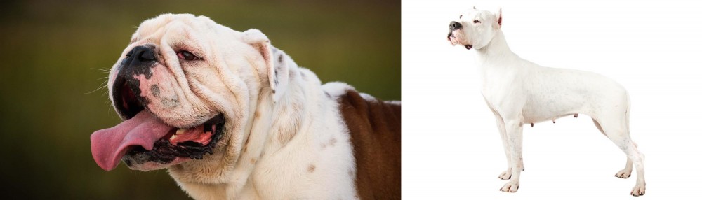 Argentine Dogo vs English Bulldog - Breed Comparison