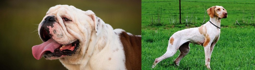 Ariege Pointer vs English Bulldog - Breed Comparison