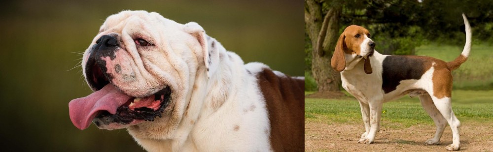Artois Hound vs English Bulldog - Breed Comparison