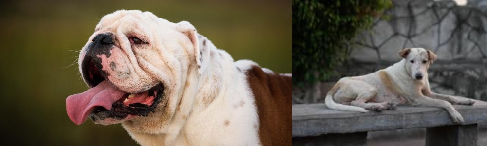 Askal vs English Bulldog - Breed Comparison