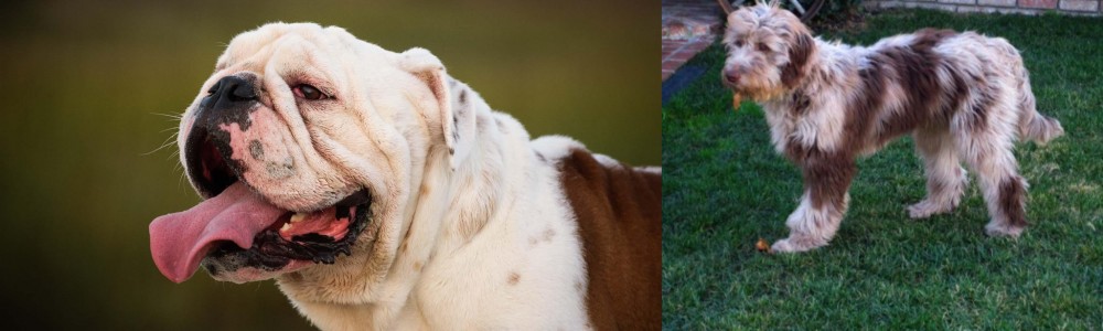 Aussie Doodles vs English Bulldog - Breed Comparison