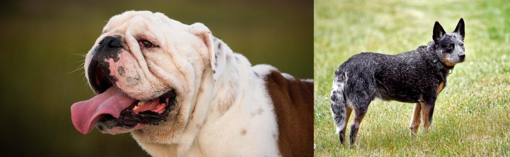 Austrailian Blue Heeler vs English Bulldog - Breed Comparison