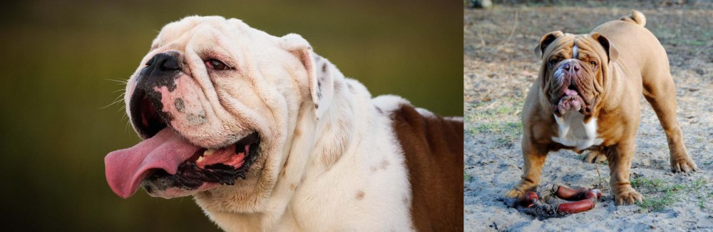 Australian Bulldog vs English Bulldog - Breed Comparison