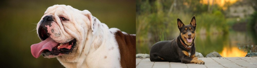 Australian Kelpie vs English Bulldog - Breed Comparison