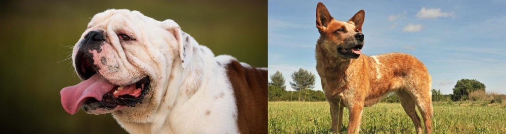 Australian Red Heeler vs English Bulldog - Breed Comparison