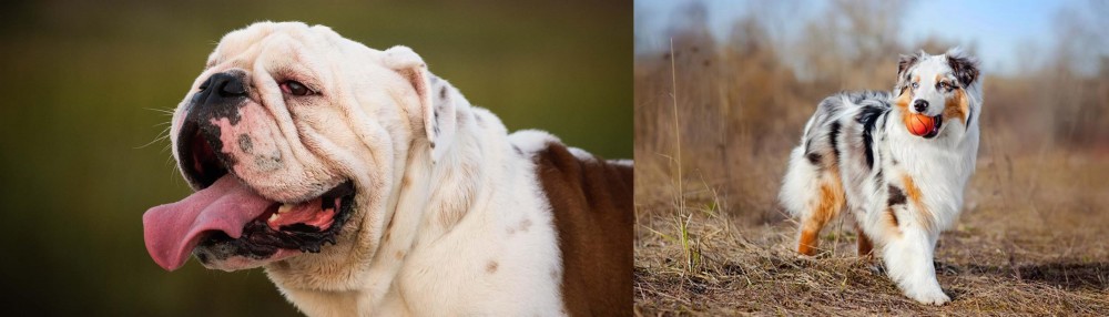 Australian Shepherd vs English Bulldog - Breed Comparison