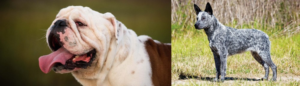 Australian Stumpy Tail Cattle Dog vs English Bulldog - Breed Comparison