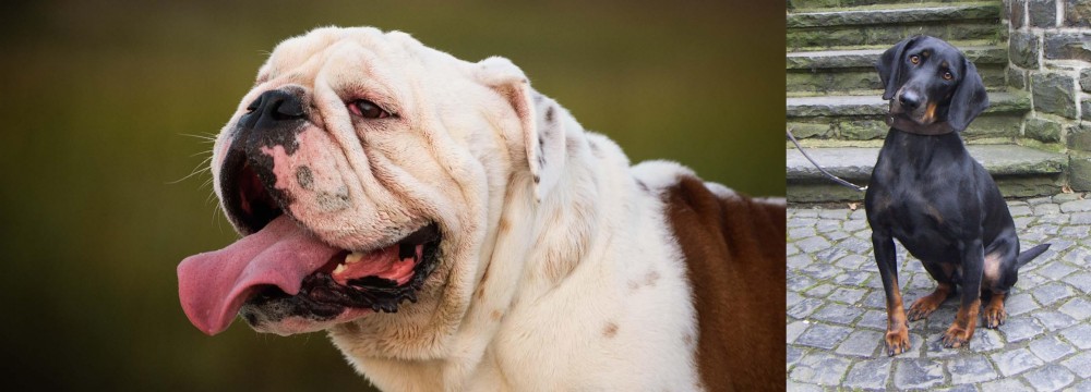Austrian Black and Tan Hound vs English Bulldog - Breed Comparison