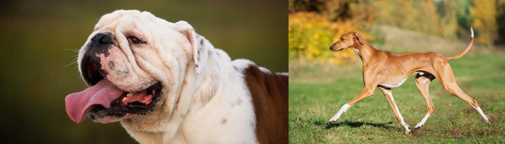 Azawakh vs English Bulldog - Breed Comparison