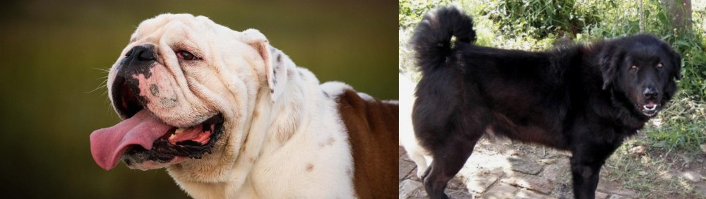Bakharwal Dog vs English Bulldog - Breed Comparison