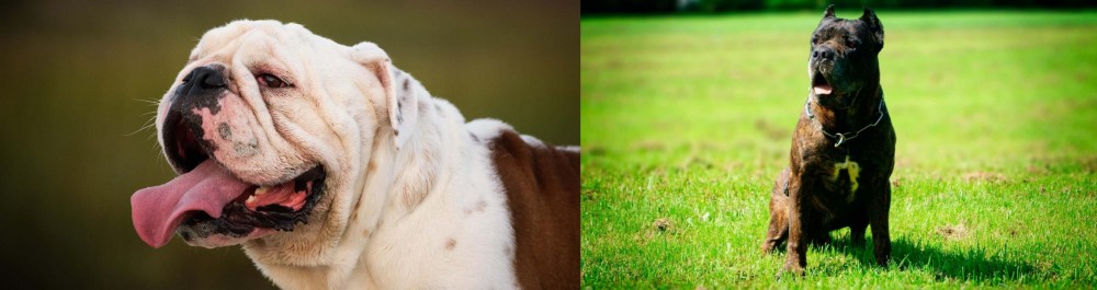 Bandog vs English Bulldog - Breed Comparison