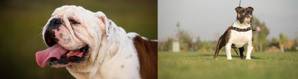 Bantam Bulldog vs English Bulldog - Breed Comparison