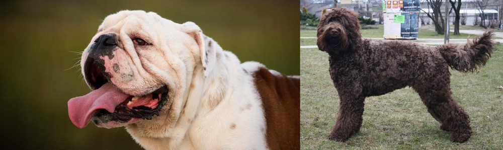 Barbet vs English Bulldog - Breed Comparison