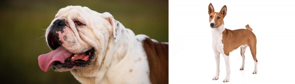 Basenji vs English Bulldog - Breed Comparison