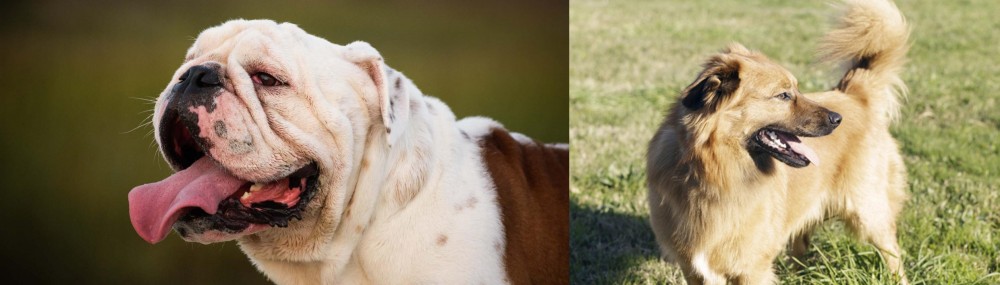 Basque Shepherd vs English Bulldog - Breed Comparison