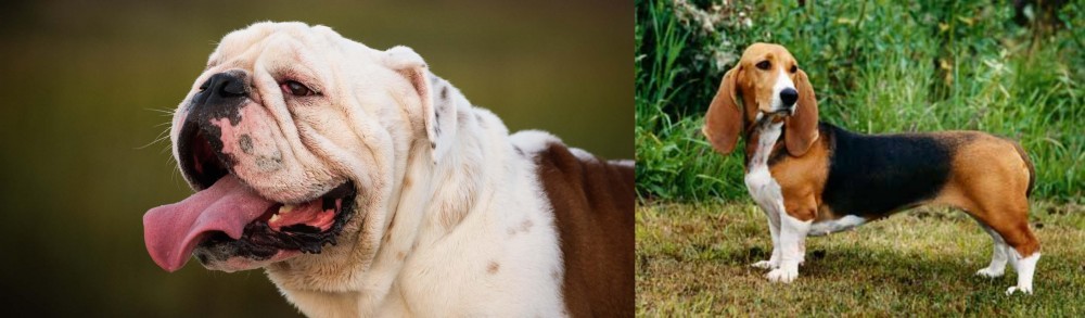 Basset Artesien Normand vs English Bulldog - Breed Comparison