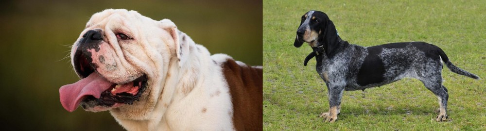 Basset Bleu de Gascogne vs English Bulldog - Breed Comparison