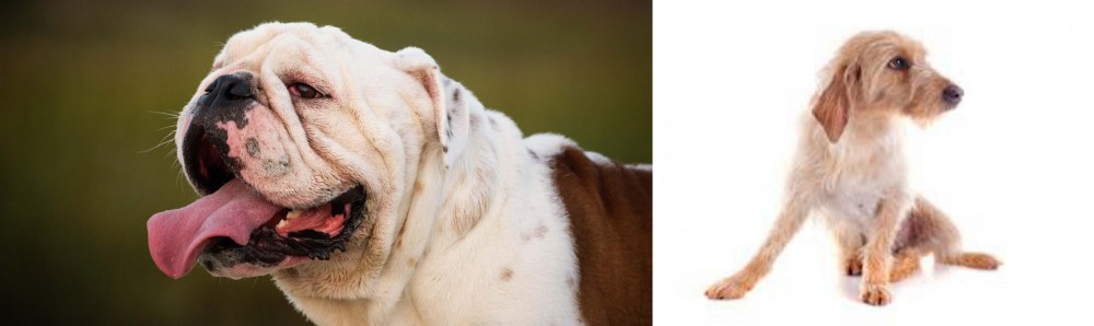 Basset Fauve de Bretagne vs English Bulldog - Breed Comparison