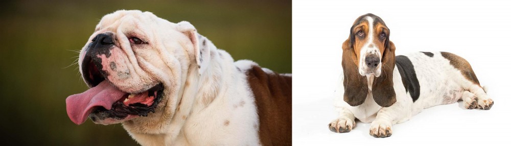 Basset Hound vs English Bulldog - Breed Comparison