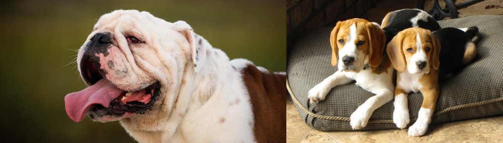 Beagle vs English Bulldog - Breed Comparison