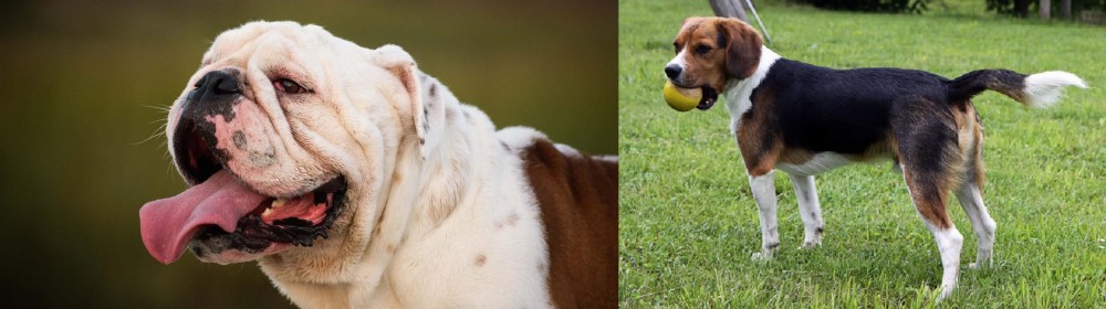 Beaglier vs English Bulldog - Breed Comparison