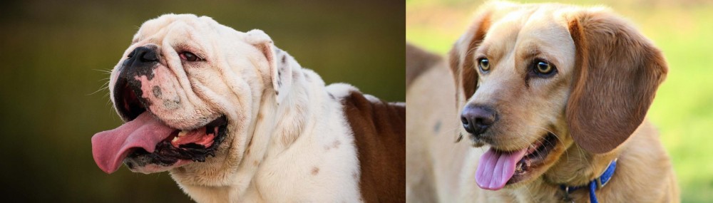 Beago vs English Bulldog - Breed Comparison